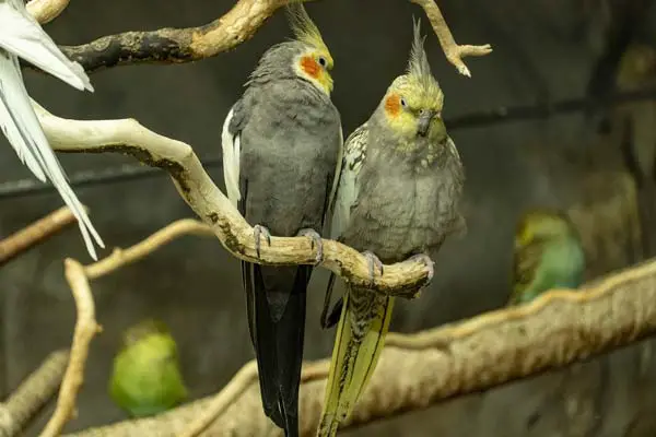 How Big Do Cockatiels Get? Exploring the Growth Potential of These Charming Birds