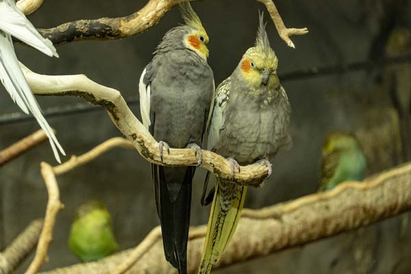 How Big Do Cockatiels Get