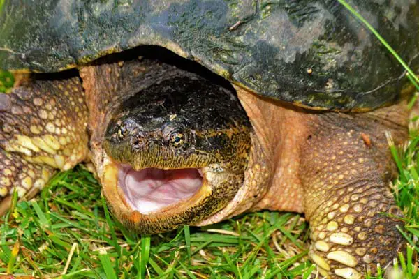 How Fast Can Snapping Turtles Run