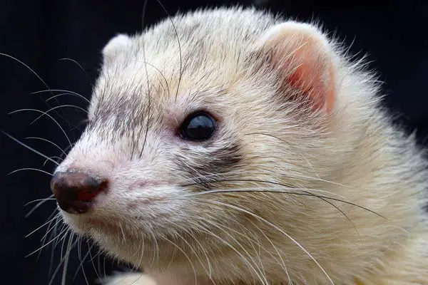 How Long Can Ferrets Go Without Food and Water? A Comprehensive Guide