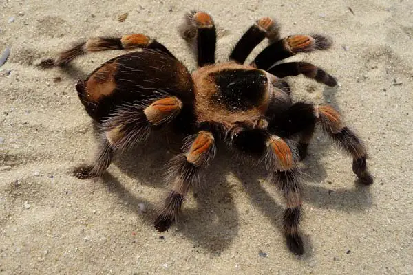 How Long Can Tarantulas Go Without Eating