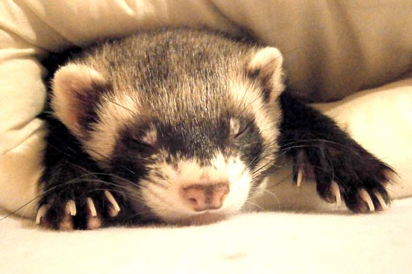 How Long Can You Leave a Ferret Alone