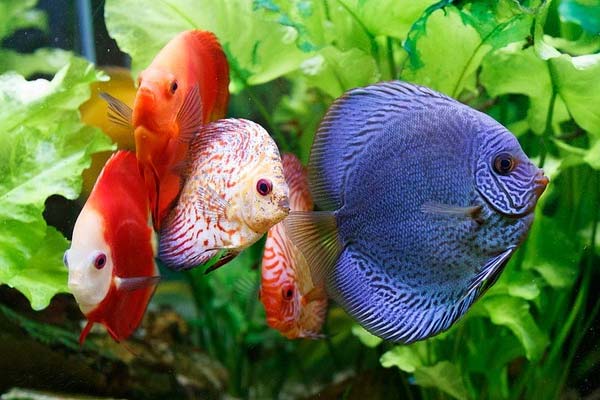 How Many Fish per Gallon of Water: A Clear and Knowledgeable Guide