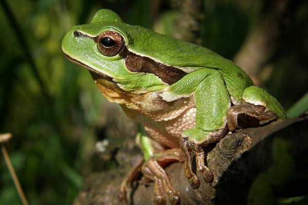 How Many Tree Frogs Can Live Together: Understanding the Social Behavior of Tree Frogs