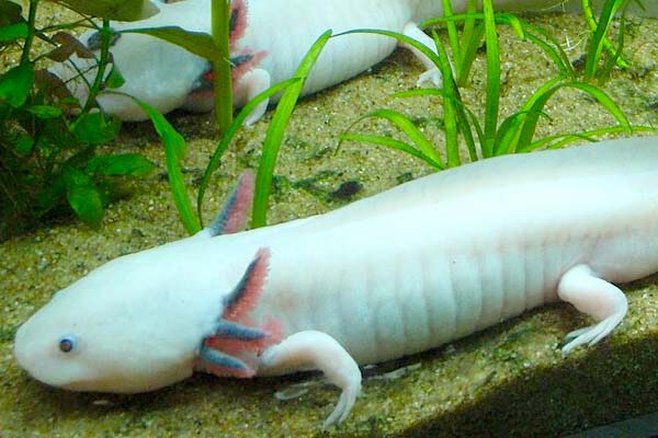 How Often to Feed Axolotl