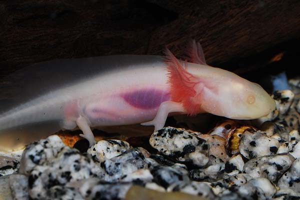 How to Tell if Axolotl Eggs Are Fertilized