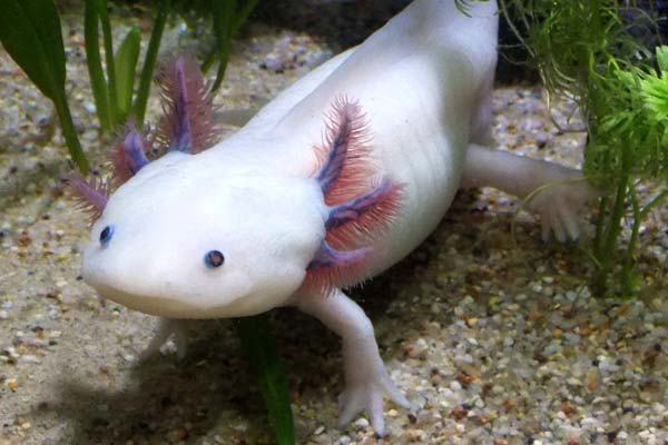 How to Tell if axolotl is stressed