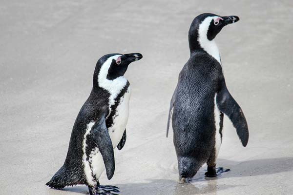 Is a Penguin a Bird? Clearing Up the Confusion