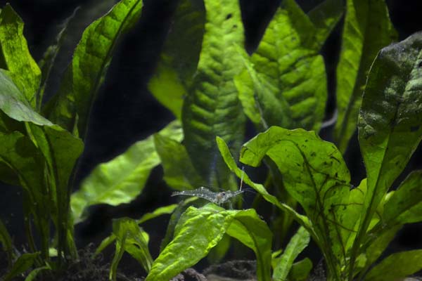 Java Fern plant for axolotl tanks