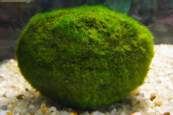 Moss Balls plant for axolotl tanks