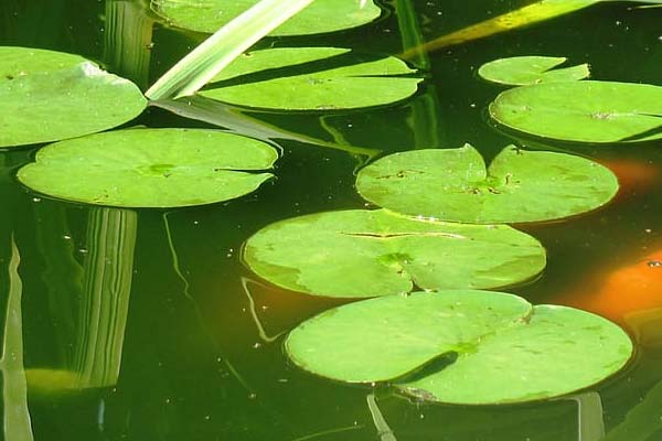 Pennywort plant for axolotl tanks