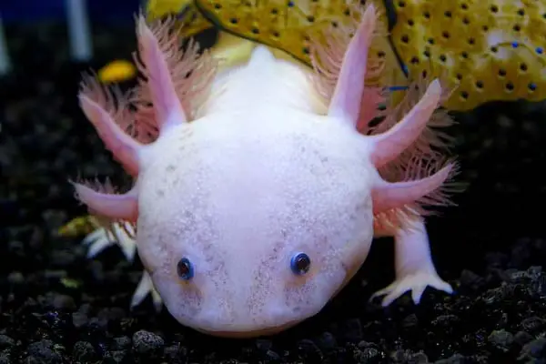 Plants for Axolotl Tanks: The Best Options for a Healthy Habitat