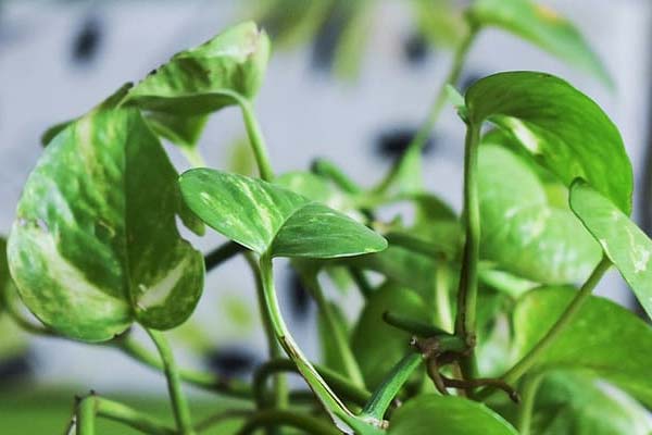 Pothos plant for axolotl tanks