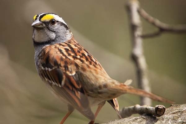 Sparrow Symbolism: Meaning and Significance