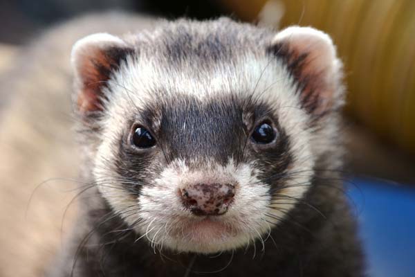 Waardenburg Syndrome in Ferrets