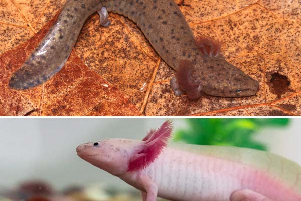 Water Dog Vs. Axolotl: Battle of the Aquatic Titans!