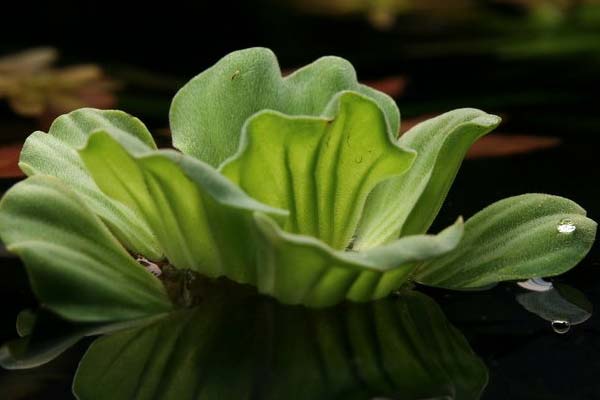 Water Lettuce plant for axolotl tanks