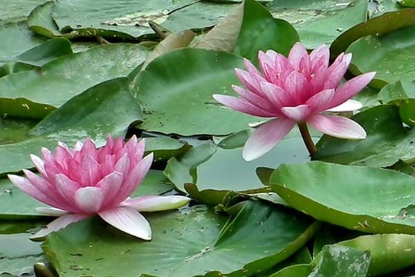 Water Lily plant for axolotl tanks