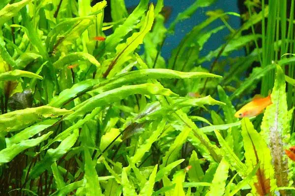 Water Wisteria plant for axolotl tanks