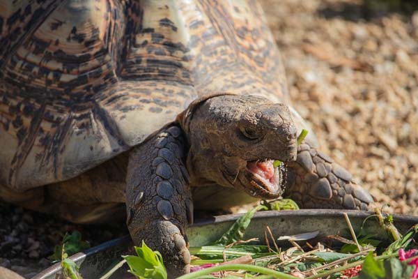 What Do Tortoises Eat