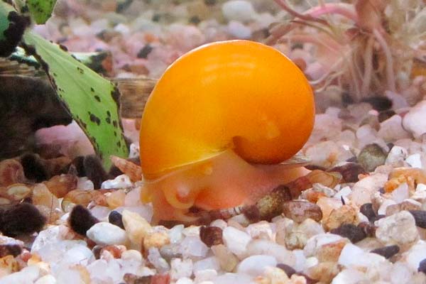 What to Do with Snail Eggs in Fish Tank
