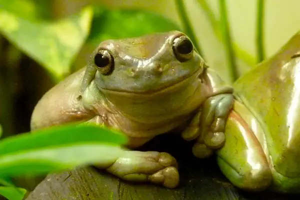 Where Do Tree Frogs Go During the Day