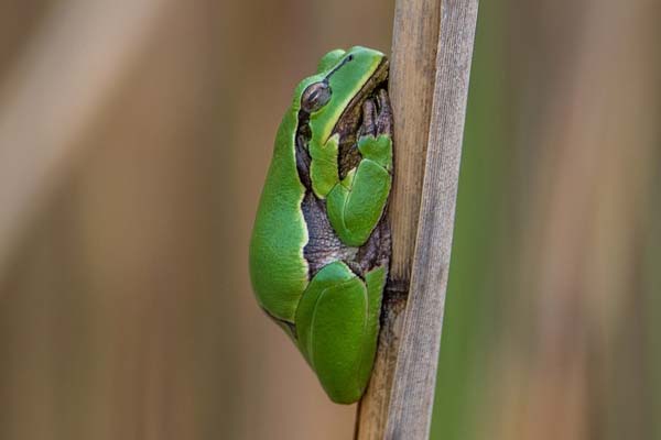 Where Do Tree Frogs Go in the Winter