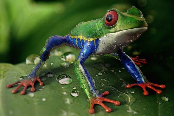 Where Do Tree Frogs Lay Their Eggs