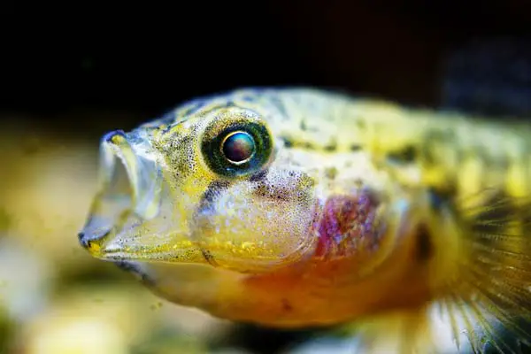 Why Are My Fish Eyes Cloudy? Understanding the Causes of Cloudy Eyes in Fish