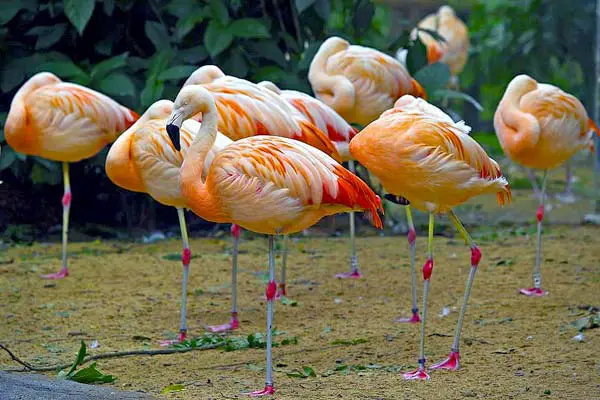 Why Do Birds Stand On One Leg: The Science Behind This Common Behavior