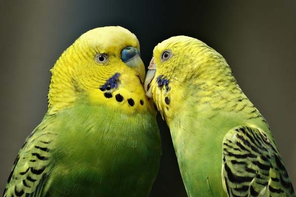 Why Do Parakeets Bob Their Heads