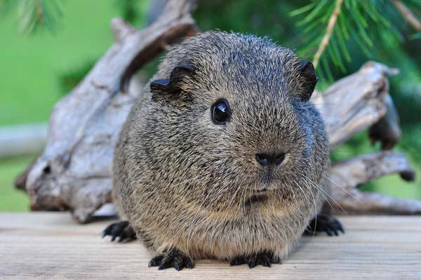 Why Guinea Pigs Eat Their Poop