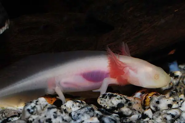 Why Is My Axolotl Floating: Understanding the Causes and Solutions