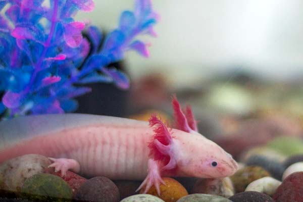 Why Is My Axolotl Hiding