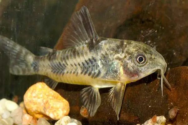 Why Is My Cory Catfish Swimming Crazy? Understanding Common Causes and Solutions