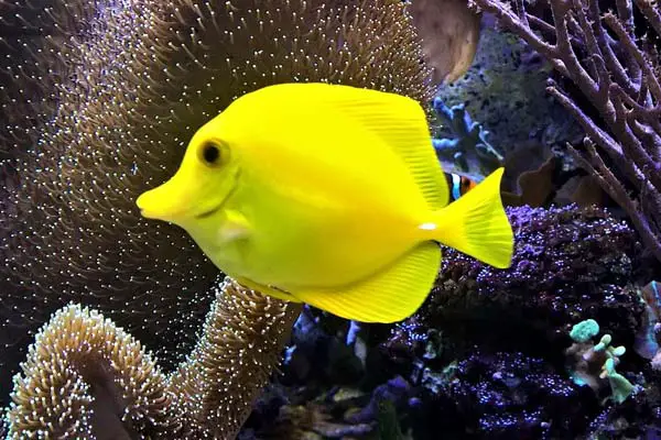 Why Is My Fish Swimming Up and Down