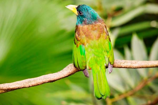 Why Do Birds Have Tails? The Purpose and Function of Avian Tail Feathers