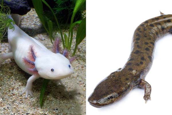 Axolotl vs. Mudpuppy