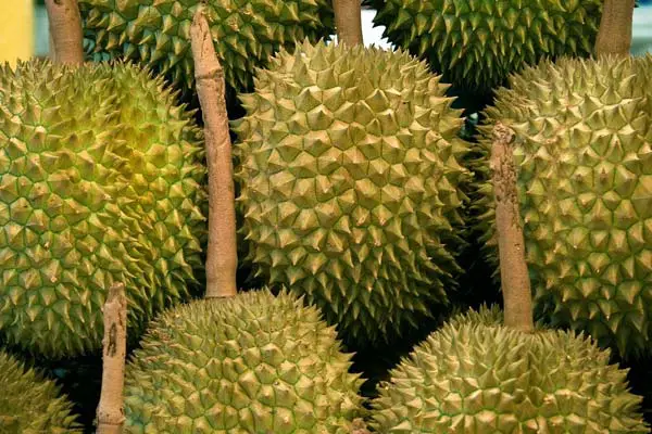 can guinea pigs eat jackfruit