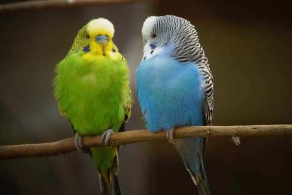 do parakeets need to be covered at night