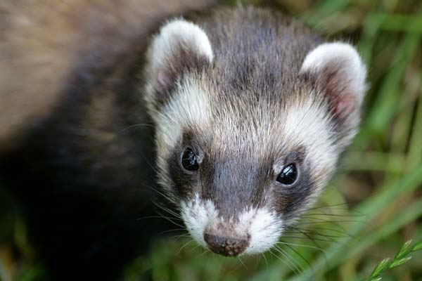 waardenburg syndrome in ferrets