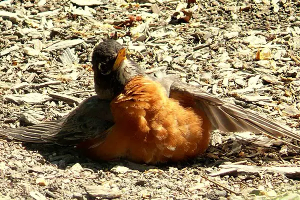 Why Birds Take Dust Baths and Roll in Dirt: The Surprising Benefits