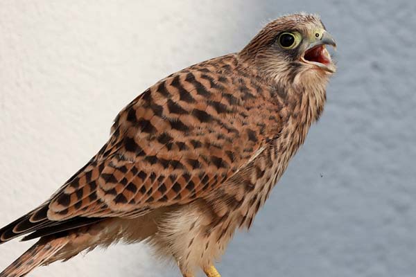 Why Do Hawks Attack Humans: Understanding the Reasons Behind These Incidents