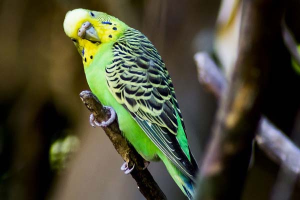 Why Your Budgie is Making Squeaking Noises: Understanding the Causes
