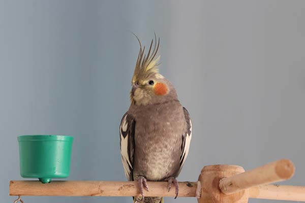 7 Best Cockatiel Food 2023: Top Picks for a Healthy Diet