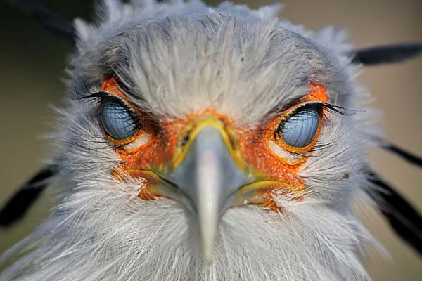 Blind Birds: Understanding the Condition and Its Impact on Avian Species