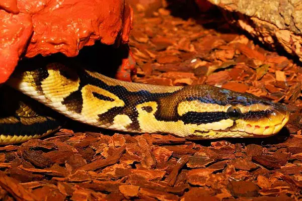 Can Ball Pythons Live Together