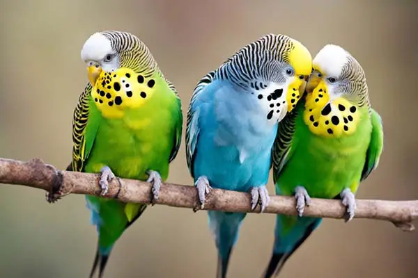 Can Parakeets Talk