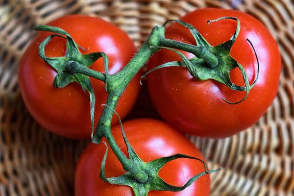 Can Parrots Eat Tomatoes