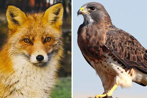 Do Hawks Eat Foxes? Feathers vs. Fur in the Animal Kingdom